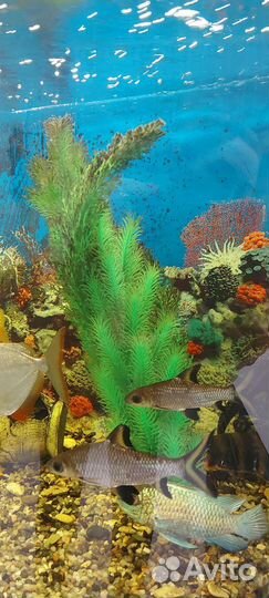Аквариум С рыбами И оборудованием 500 литров