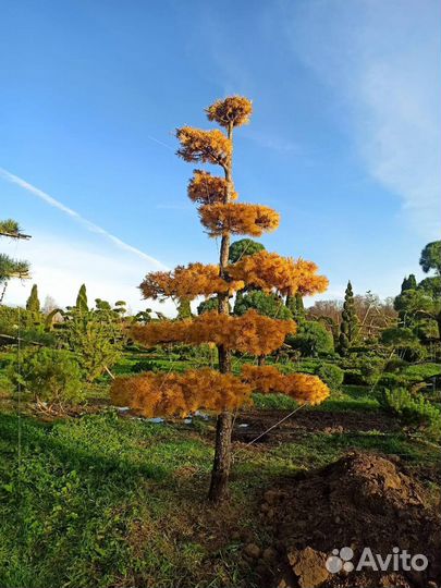 Бонсай из сосны и лиственницы