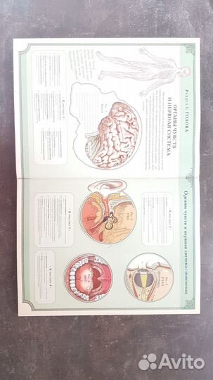 Книга тело человека. Ричард Уолкер