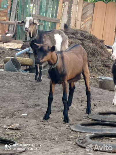 Козла чешского