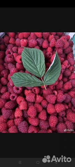 Малина свежая. Покупаю