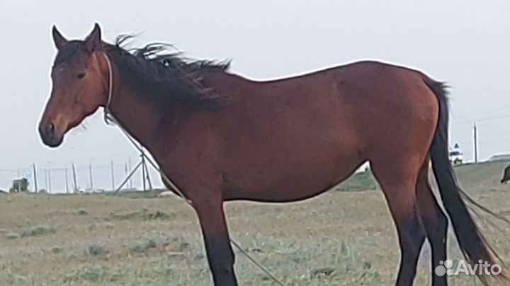 Кобыла с кобылкой