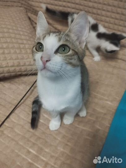 Котенок подросток Лунтик