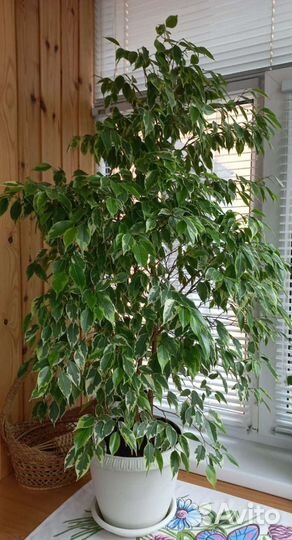 Фикус бенджамина пестролистный