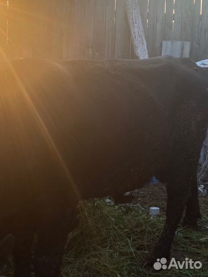 Быки на мясо живым весом