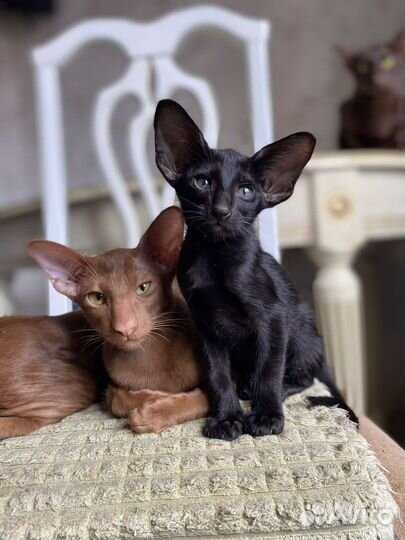 Ориентальные котята экстрим и современный тип