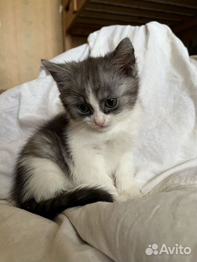 Бездомные котята