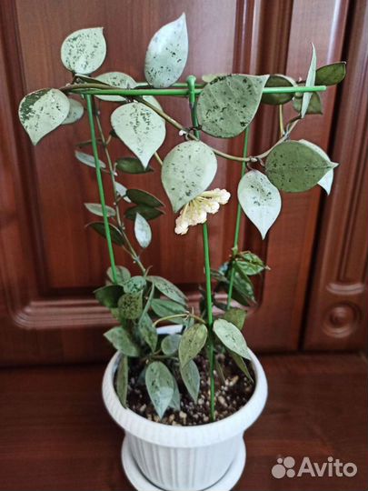 Хойя лакуноза Эскимо Сильвер