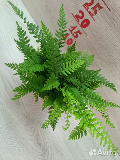 Папоротник