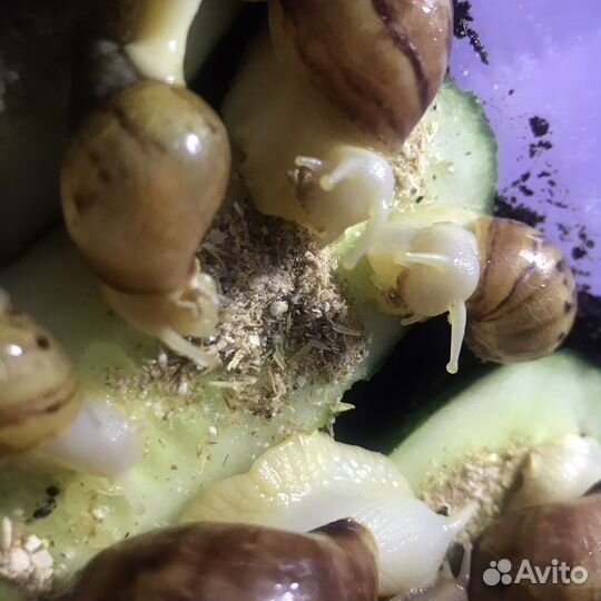 Улитки ахатины