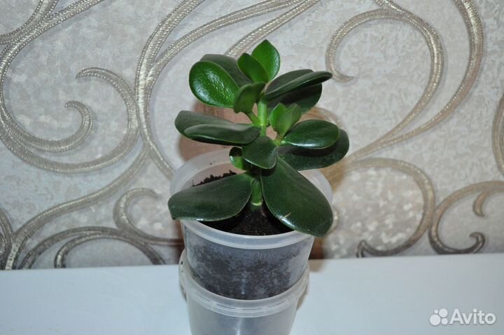 Продаю алоэ лекарственный и денежное дерево