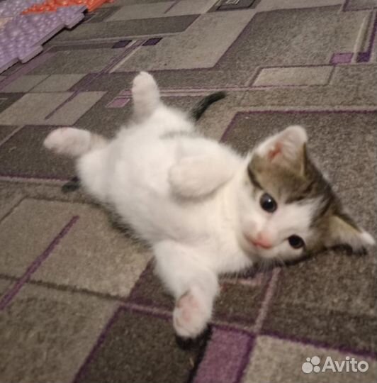 Отдам котят (мальчики)