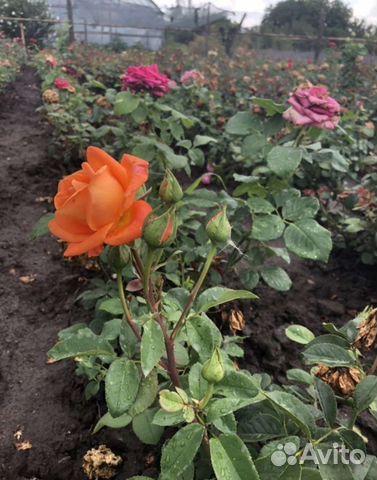 Кустовые розы саженцы