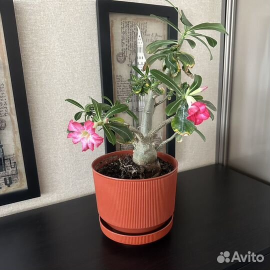 Адениум взрослый