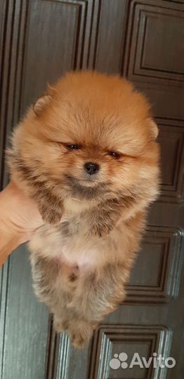 Померанский шпиц мини мишка