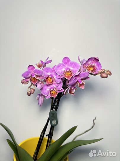 Орхидея фаленопсис