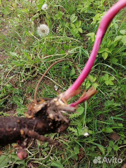 Пионы травянистые,для посадки