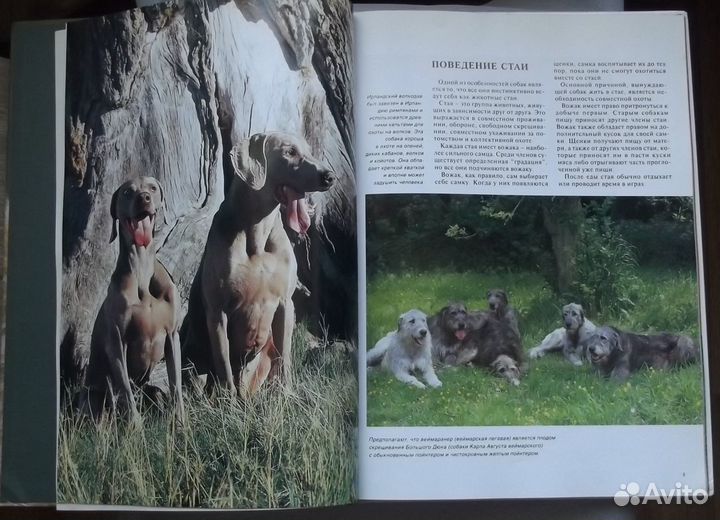 Книшнек М., Кэрэвэн Дж. Собаки. Серия Мир животных