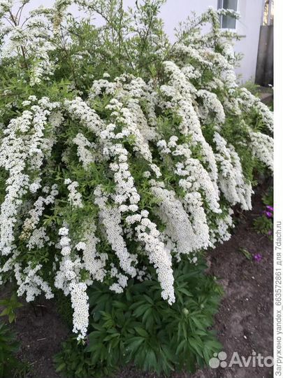 Глициния Блю Мун саженцы