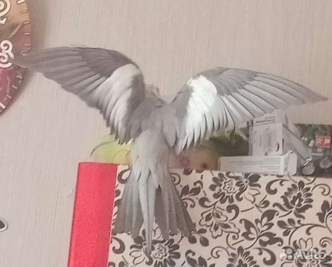 Корелла с клеткой