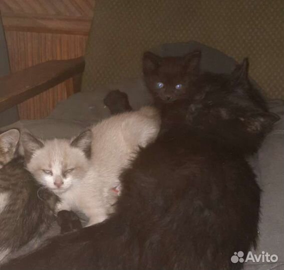 Котёнок от крысоловки