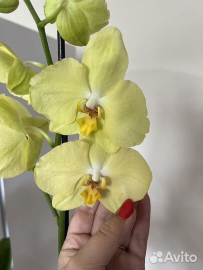 Орхидея фаленопсис сортовая Голландия
