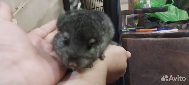 Шиншилла мальчики