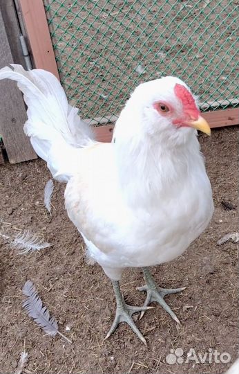 Амераукана петушки