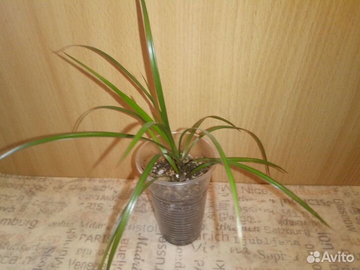 Драцена, алоэ, фикус Бенджамина, традесканция