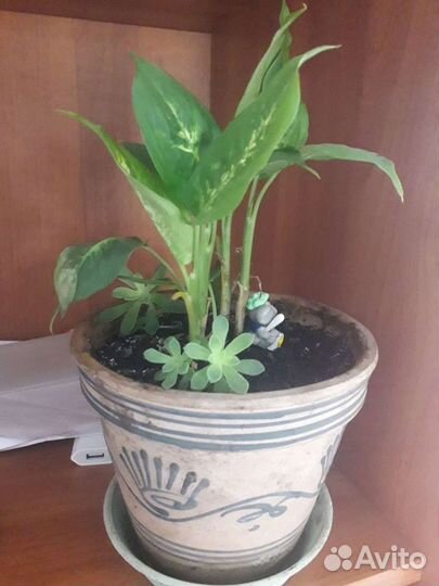 Диффенбахия