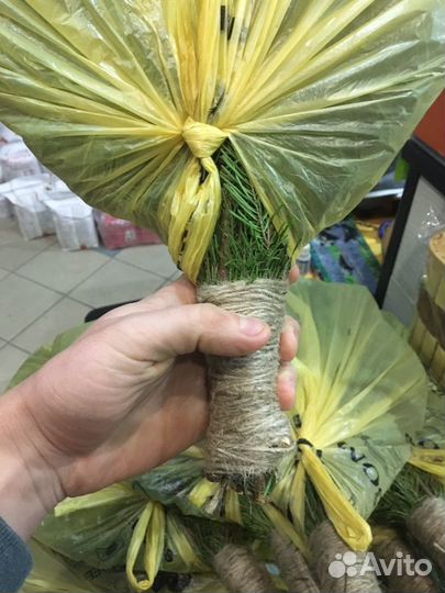 Веник для бани пихтовый