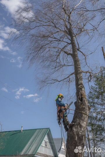 Спил, вырубка, обрезка деревьев профессионалами