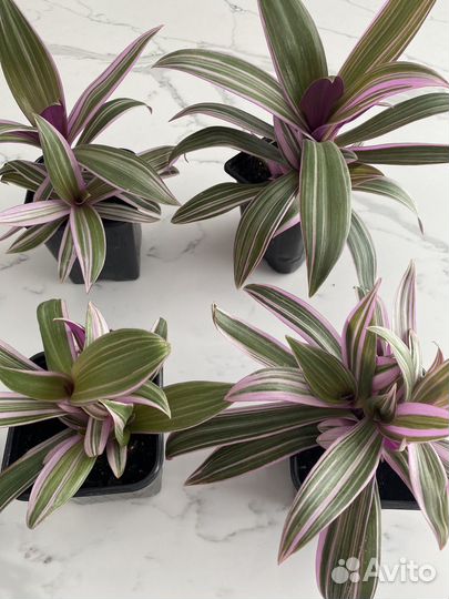 Домашние растения