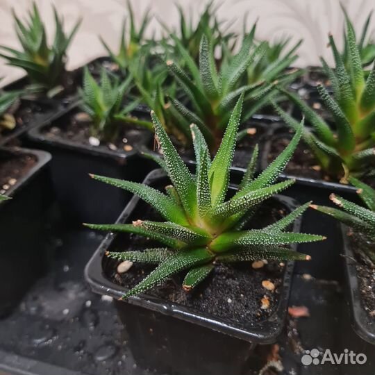 Суккуленты