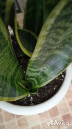 Сансевьера