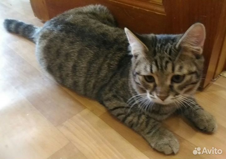 Отдам в добрые руки