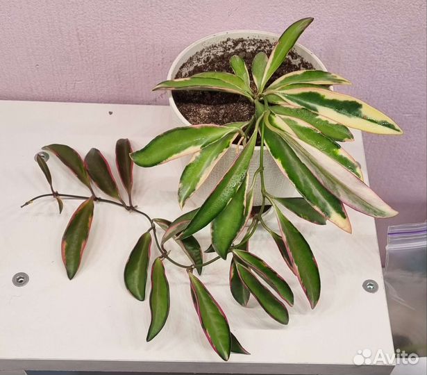 Хойя Лори Лин подрощенная