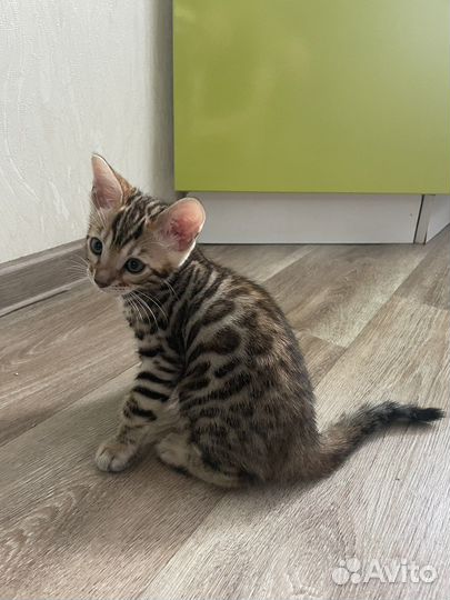 Бенгальские котята