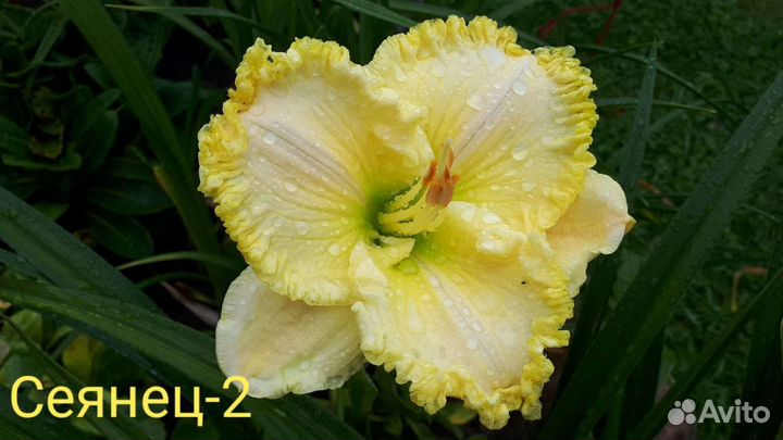 Лилейники Коллекционные