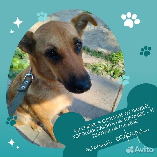 Собака-улыбака