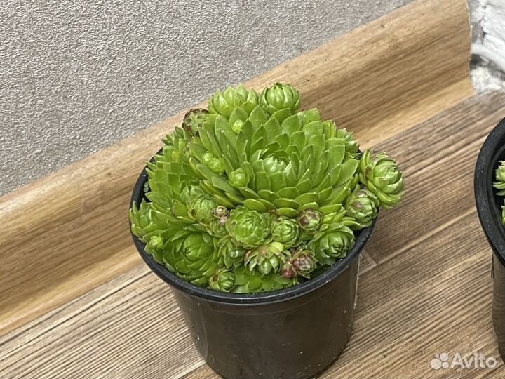 Молодило каменная роза комнатные цветы