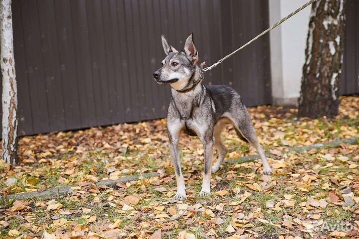 Пес Анчар в добрые терпеливые руки
