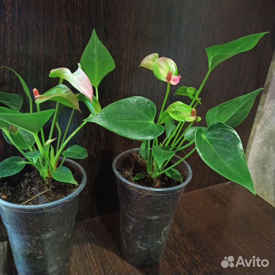 Антуриум мини