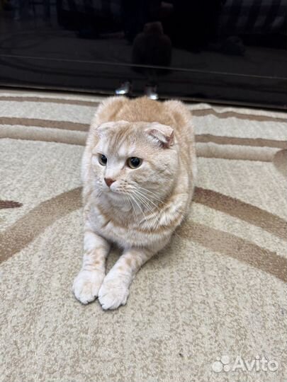 Продам (отдам) кота