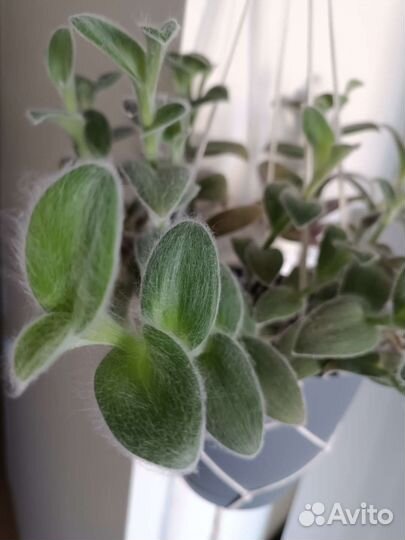 Традесканция силламонтана