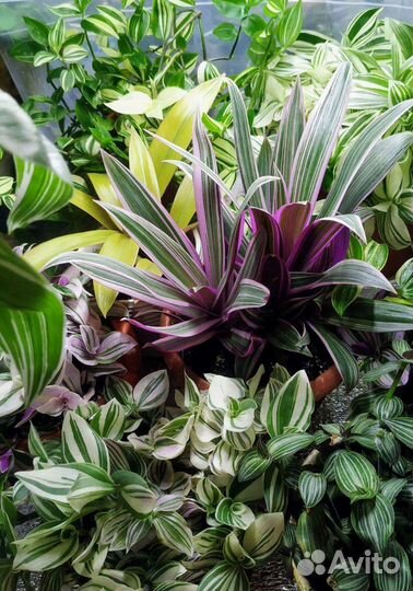 Традесканции сортовые