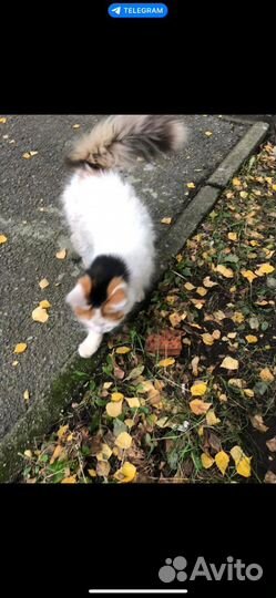 Кошка в дар