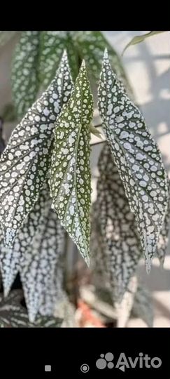 Бегония суккулент