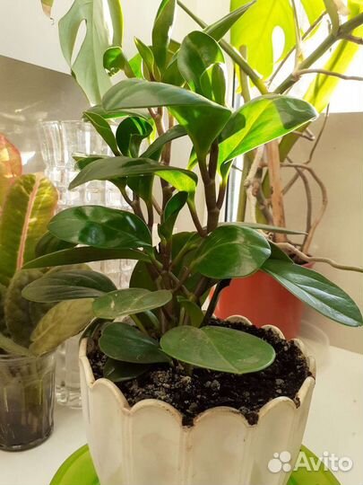 Пеперомия. Цветок комнатный