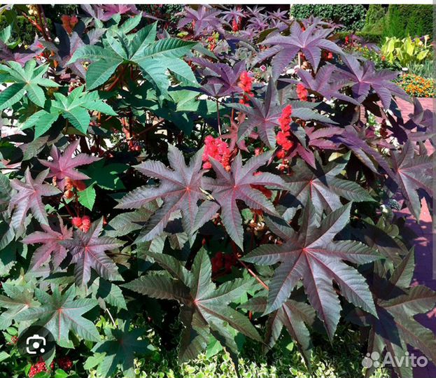 Клещевина рассада